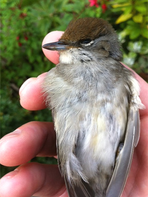 A young but dead blackcap