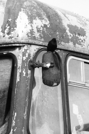 bird nesting in bus