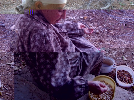 My grandmother is removing the nutshell from the apricot nut.