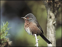 Dartford Warbler 