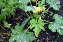 A courgette plant.
