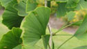 Ginkgo bilioba