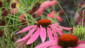 Echinacea