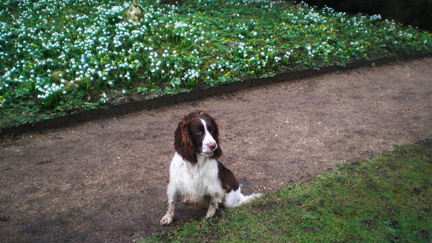 Betsy, the English Springer enjoying the snowdrops at Cambo Estate and Gardens, Kingsbarns.