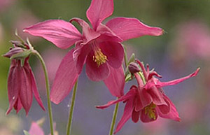 Aquilegia