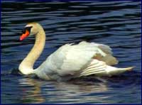 Image of a swan