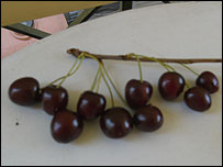 10tomcherries_203.jpg