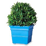 Move tubs to a shaded area
