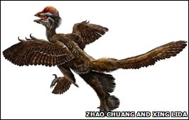 Reconstruction of anchiornis