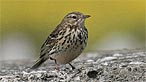 Meadow pipit. Photo: Ken Bray