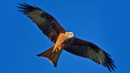 Red kite