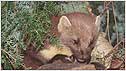 Pine Marten c/o Natural England and Robert Glendell