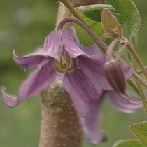 Clematis 'Chinook'