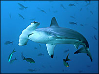 Richard's award winning photo