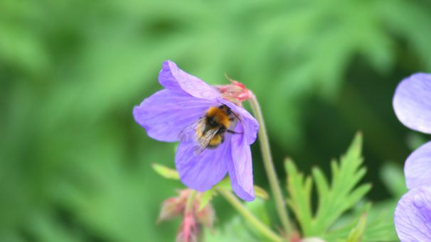 Jeannie Cooper saw this bee in a public garden in Broughty Ferry and thought that, in close-up, the detail of the flower and the bee was fascinating.