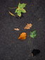 Fallen leaves on asphalt Fallen leaves on asphalt