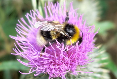 A bumble bee on a thistle