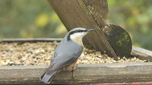nuthatch on bird table