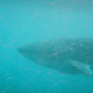 The Whale Shark