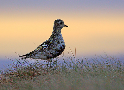 Golden Plover at sunrise.