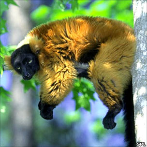 Red-ruffed lemur