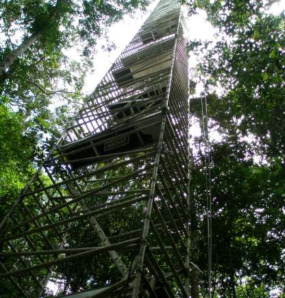 The scaffolding tower in the forest