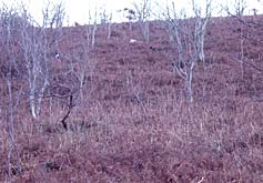 Valley of the Rocks, North Devon