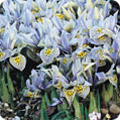 Winter flowering iris
