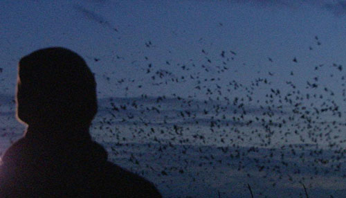 Simon watching rooks flocking