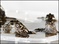 Mississippi map turtles