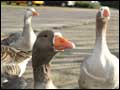 Geese