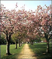 بهار بيرون، در درون باز می تابد. تيرگی رامی تاراند و رخوت را از احساس و انديشه می زدايد