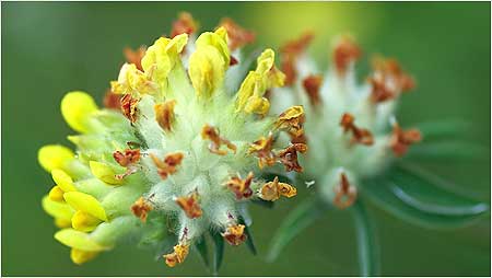 Kidney Vetch c/o Jaybee and NE Wildlife