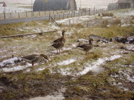 Wild Greylag Geese right on road edge in Leverburgh