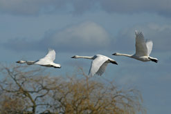 Bewick's Swans photograph courtesy of Paul Marshall