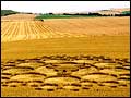 Crop circle 