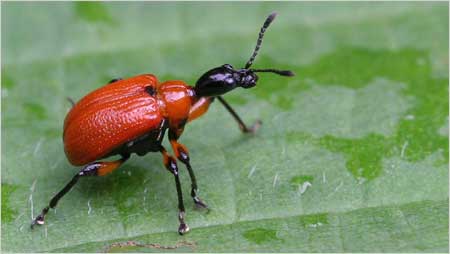 Beetle c/o Margaret Holland