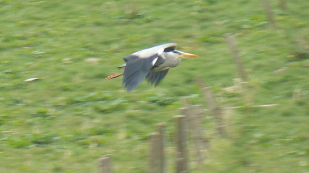 heron in flight, taken by John French in the Howe of Minnonie, Aberdeenshire.