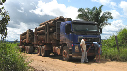 Logs are transported by the lorryload.