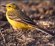 Yellow wagtail