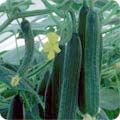 Cucumbers