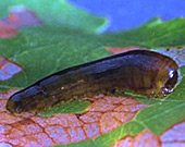 Sawfly larvae