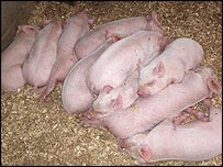 10piglets203.jpg