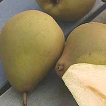 Pyrus communis 'Beurre Hardy'
