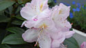 Rhododendron 'Gomer Waterer'