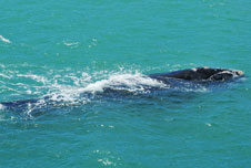A southern right whale