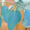 Eucalyptus
