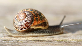 Snail