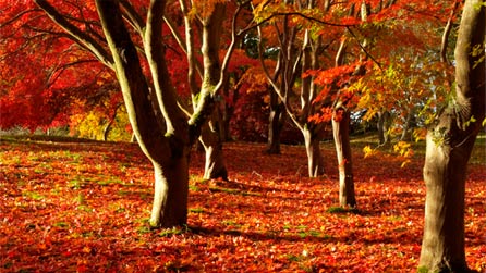 Autumn colour at Bodnant Gardens by Gillian Dromey