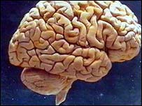 मस्तिष्क
